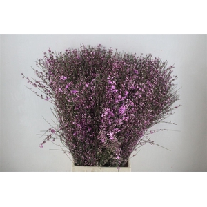 Ginster 400gr Lilac P Bunch
