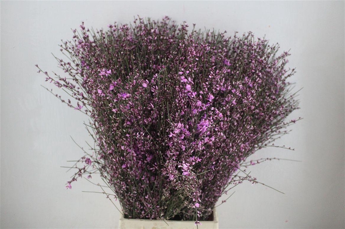 <h4>Ginster 400gr Lilac P Bunch</h4>