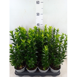 Euonymus japon. 'Green Spire'