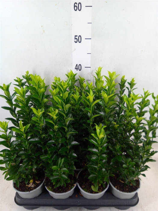 <h4>Euonymus japon. 'Green Spire'</h4>