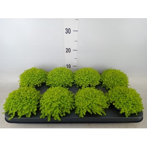 Soleirolia soleirolii 'Aurea'