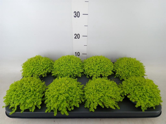 <h4>Soleirolia soleirolii 'Aurea'</h4>