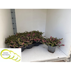 ERIC DA KRAMERS ROTE