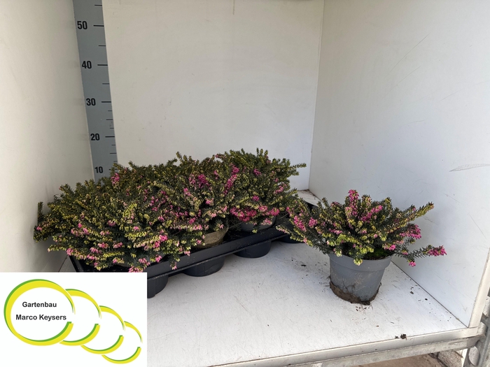 <h4>ERIC DA KRAMERS ROTE</h4>