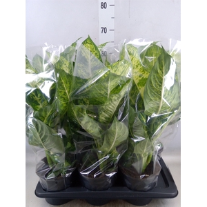 Dieffenbachia  'Mars'