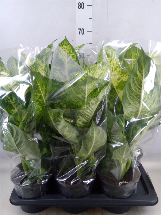 <h4>Dieffenbachia  'Mars'</h4>