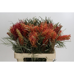 Grevillea 'Coastal Sunset'