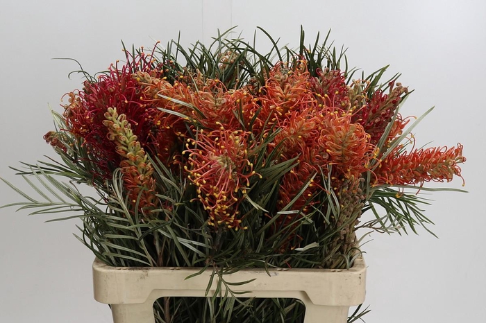 <h4>Grevillea 'Coastal Sunset'</h4>