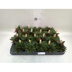 Peperomia caperata 'Rosso'