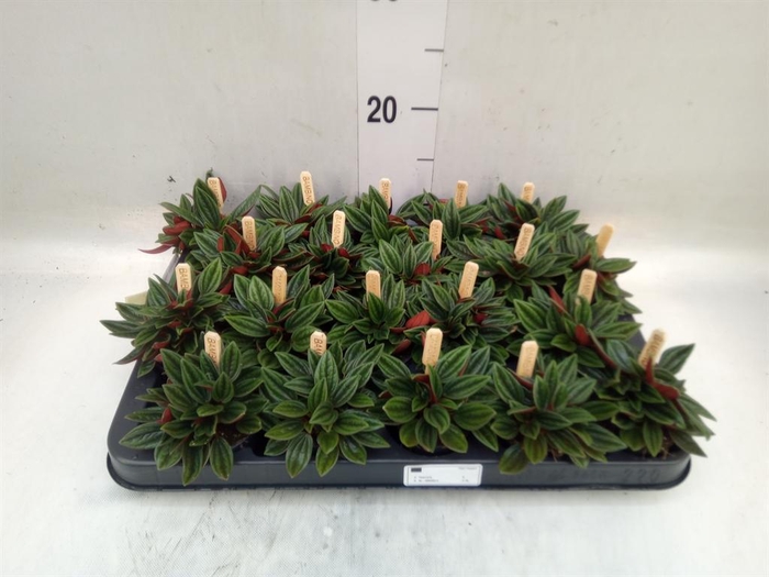 <h4>Peperomia caperata 'Rosso'</h4>