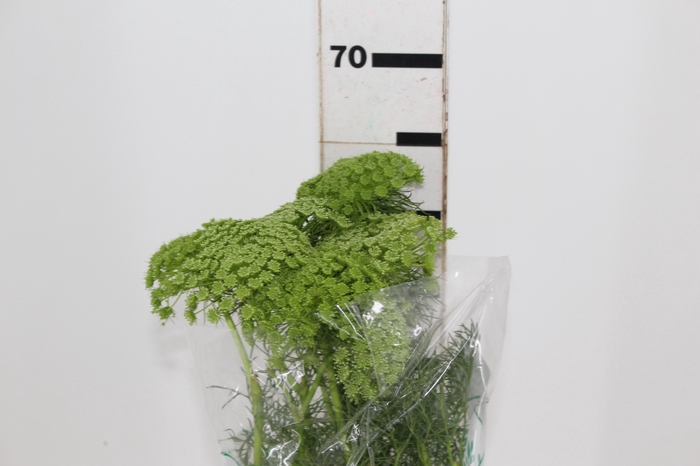 <h4>AMMI MAJUS 060 CM</h4>