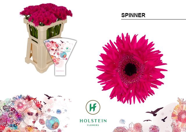 <h4>Germini Spider Spinner Water</h4>