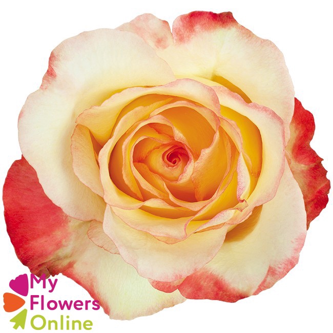 <h4>R Gr Aubade Bicolor 50cm EC</h4>
