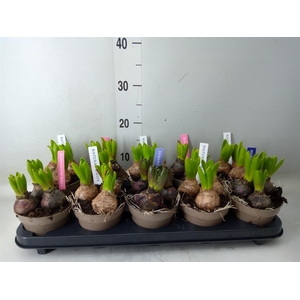 Hyacinthus orie. 'Pearl'  ...mix  4