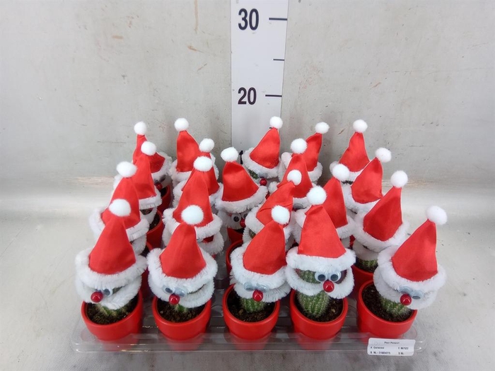 <h4>Cactus   ...decorated</h4>