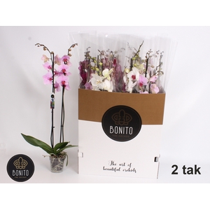 PHAL GEM 7 KL