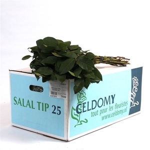 Salal Tip Naamdoos