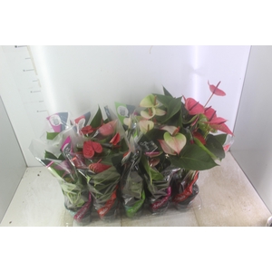 ANTHURIUM VARIADO P12