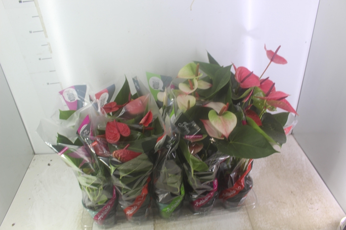 <h4>ANTHURIUM VARIADO P12</h4>