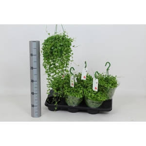 Dischidia nummularia 14Ø 40cm