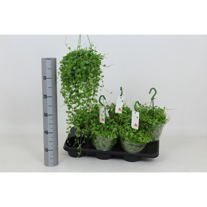 <h4>Dischidia nummularia 14Ø 40cm</h4>