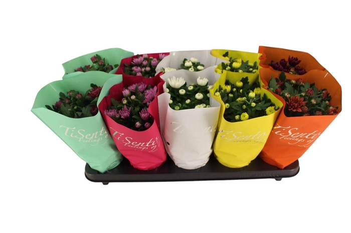 <h4>CHRYS GEVULDBL GEM</h4>