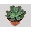 ECHEVERIA BLUE PRINCE C21
