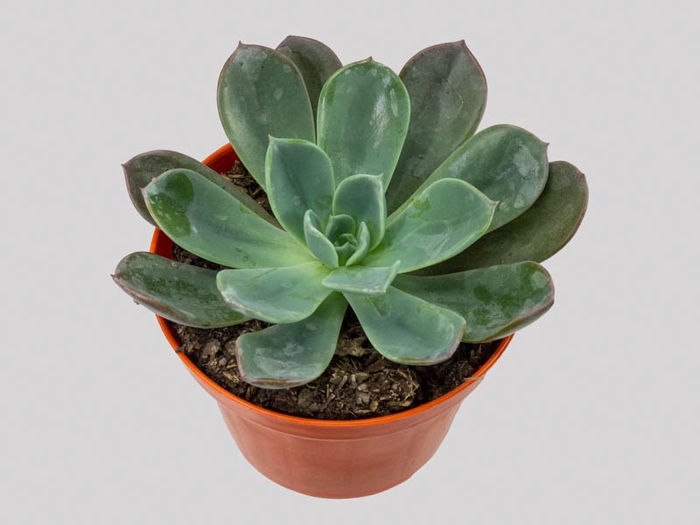 ECHEVERIA BLUE PRINCE C21
