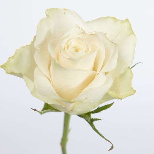 ROSA ATHENA