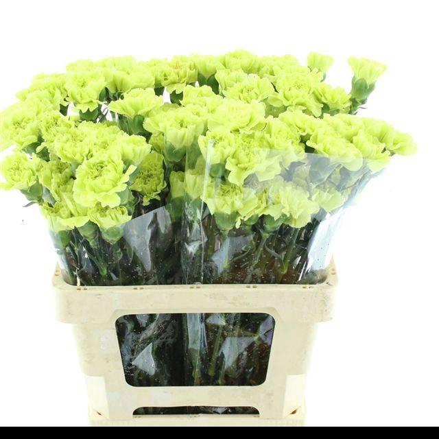 <h4>DI ST CELTIC GREEN</h4>