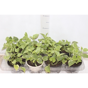 PEPEROMIA SCANDENS C13