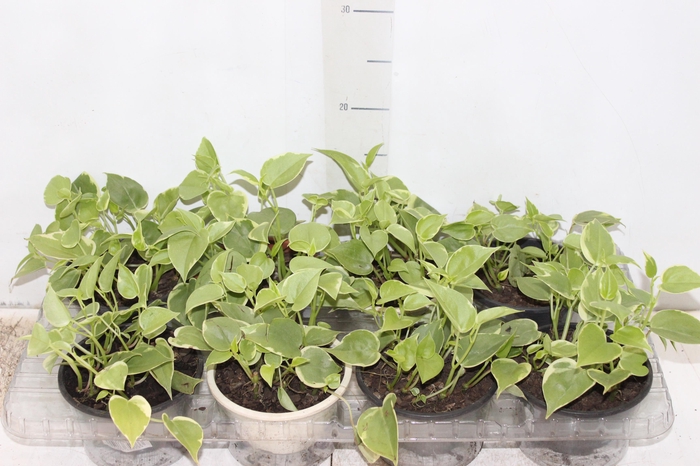 <h4>PEPEROMIA SCANDENS C13</h4>