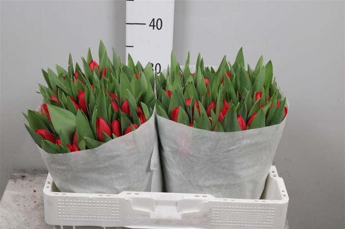 <h4>Tu En Hotspot</h4>