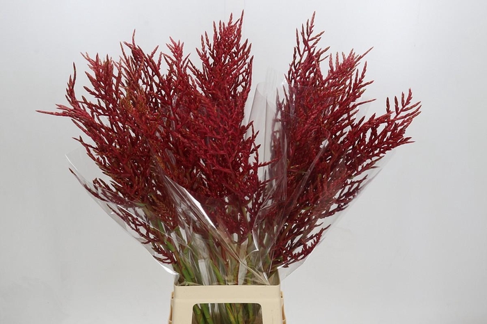 <h4>Bromelia Red Paloma</h4>