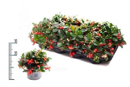 <h4>Gaulth Pr Big Berry</h4>