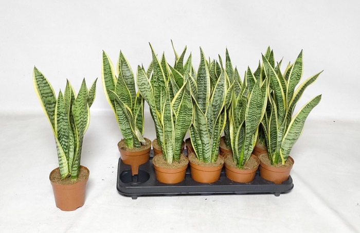 <h4>Sansevieria trif. Laurentii</h4>