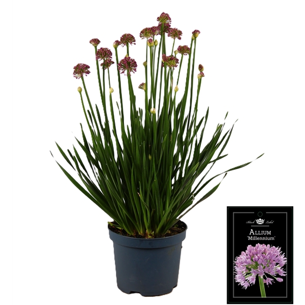 <h4>Allium Millenium</h4>