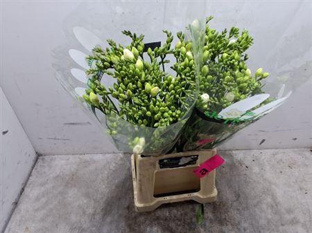 <h4>Fr Du Vivre</h4>