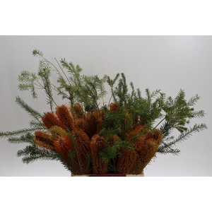 Banksia Ericifolia