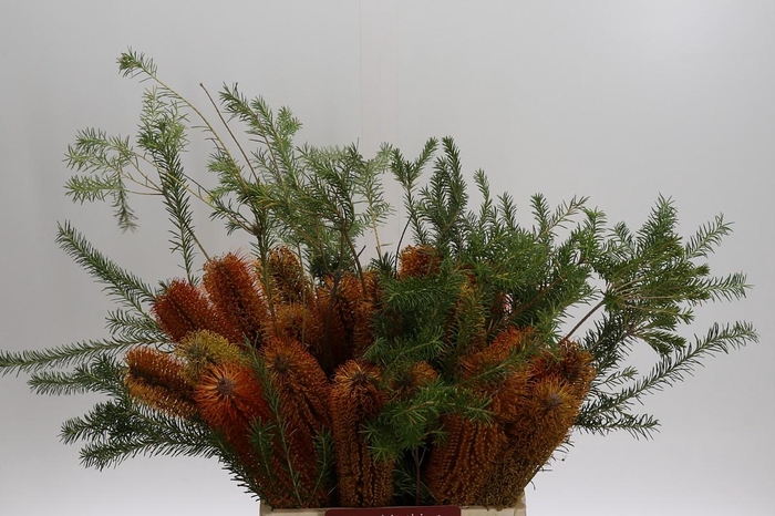 <h4>Banksia Ericifolia</h4>