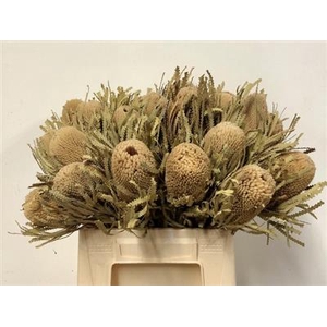 DROOG BANKSIA HOOKER