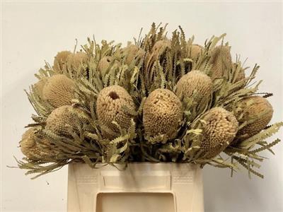 <h4>DROOG BANKSIA HOOKER</h4>