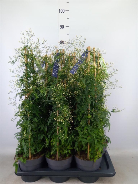 <h4>Jasminum polyanthum</h4>