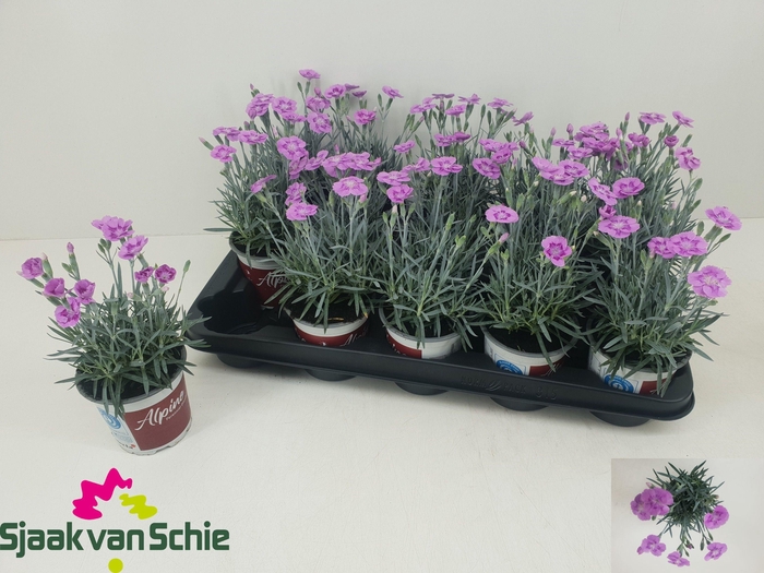 <h4>DIAN AZTEC STAR</h4>