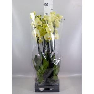 Phalaenopsis  'Golden Coin'