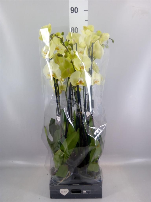<h4>Phalaenopsis  'Golden Coin'</h4>