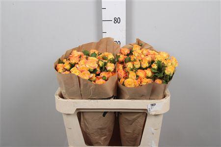 <h4>R Tr Eternal Flame</h4>