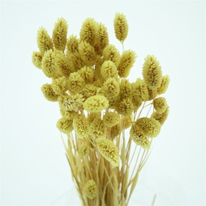 Dried Phalaris Light Yellow