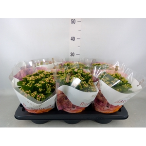 Kalanchoe blos. 'RosDon Nando'