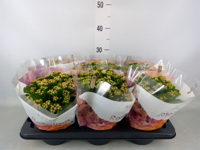 <h4>Kalanchoe blos. 'RosDon Nando'</h4>